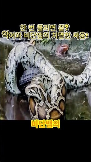 한 번 물리면 끝? 악어와 비단뱀의 치열한 싸움! #악어 #비단뱀 #야생동물 #동물의세계 #자연다큐