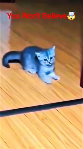 Funniest Cats Ever | Try Not To Laugh 😂#shorts #cats #funnycat #viralshorts #youtubeshorts #meme