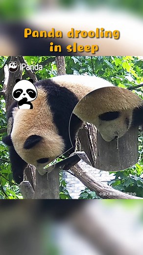 Panda drooling in sleep #panda #drool #sleep #funny #animals