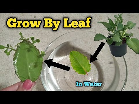 Grow Bryophyllum by Leaf in Water || Patharchatt