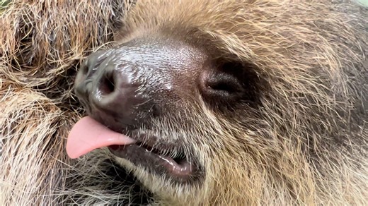 Have you ever seen anything as adorable as a sloth yawning? Come and meet Mizuki and her parents during our sloth encounter! Join us on Tuesdays, Wednesdays, Fridays, Saturdays, and Sundays at 11 AM for a fun experience. We can't wait to see you there! Give us a call at 724-593-8300 to book your encounter today! Bring your family to meet ours and connect with these amazing animals! https://ltanimalpark.com https://logcabinlodgepa.com https://funindonegal.com #golaurelhighlands | Living Treasures