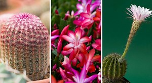 Plantes grasses : les 10 cactus à la floraison abondante