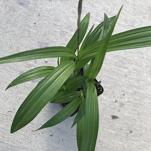 Bletilla 'Yokohama' - Ground Orchid (4.5" Pot) | Little Prince of Oregon Nursery