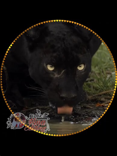 Animated DP Collection for TikTok