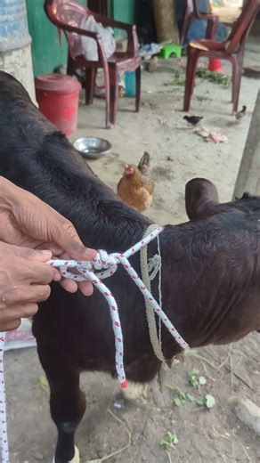 How to Tie a Rope on a Calf Properly 🐄 Easy Halter Knot Tutorial #Shorts