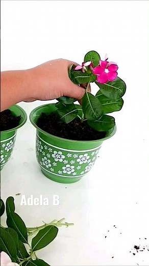 Periwinkle Plant Propagation in Water and Soil by Stem Cuttings #shorts #youtubeshorts