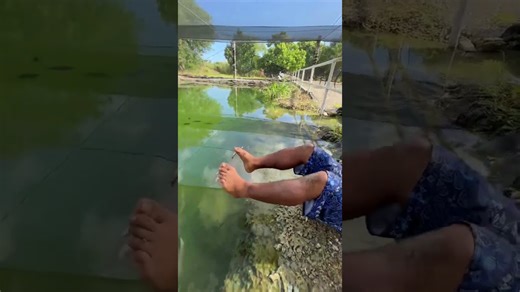 Feeding fish with feet