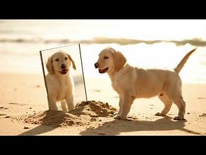 Animals Seeing Themselves in Mirror for the First Time – Funny and Cute Reactions!"