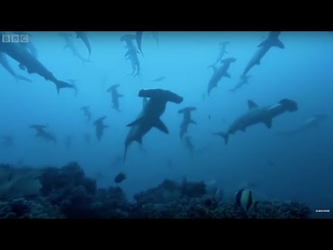 Hammerhead Sharks Gather In Costa Rica | BBC Earth