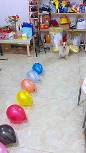 160K views · 1.9K reactions | Dog funny #fun #funnydog #funnyvideo #funny2024 #funny #viral #foryoupage | Funny Pets | Facebook