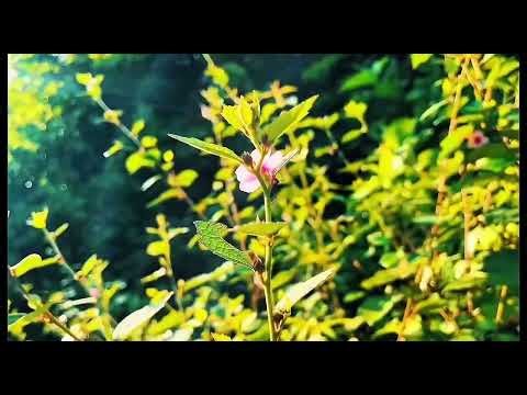 My First Vlog – An Exciting Start to My Journey!