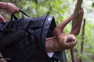 About Us - The Sloth Institute