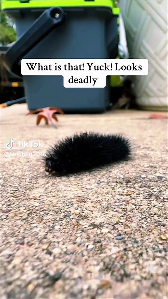 Giant Leopard Moth: Nature's Intriguing Find