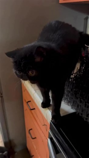 TexStar Cats on Instagram: "Building Your Cats and Kittens Immune Systems Through Nutrition Building Your Cats and Kittens Immune Systems through Nutrition Part 2 in a series presented by TexStar Exotic Short Hair and Persian Cattery Our exotic short hair and long hair cats and kittens are extremely healthy thanks in part to their excellent diet One of the items I can’t do without is Stella & Chewy’s Freeze Dried Duck Duck Goose Every fur baby gets excited when they hear the bag rustle Not only 