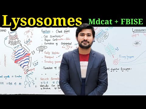 Lysosomes structure and function Fbise class 11 biology chapter 1 by irtisams biology