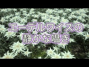 🌼 「エーデルワイスが伝える静かな癒しと希望」 🌼