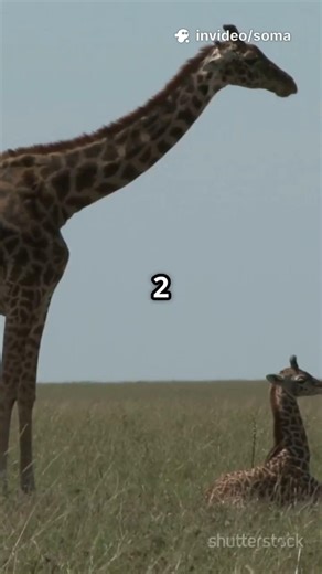 Gentle Giants: Giraffes...#shorts