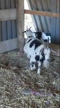 Goats Stumble over Fence and Faint - 1018078