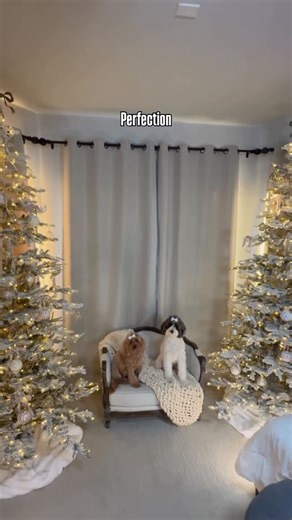 Liz | Char & Chloe | Dog Friendly Lifestyle + Decor + Fun + Wine on Instagram: "When you find something perfect what do you do? If you’re like me you get another! 🐶🐶🎄🎄 This is the 9’ Flocked King Noble Fir with warm white LED lights. Love the quick & easy set up & remote control with various light options. @kingofchristmas Dogs not included😉 #themorethemerrier #kingofchristmas #gifted #dogmomlife #christmasiscoming #flockedchristmastree #christmastree #christmasdog #doodlesofinstagram #dogs