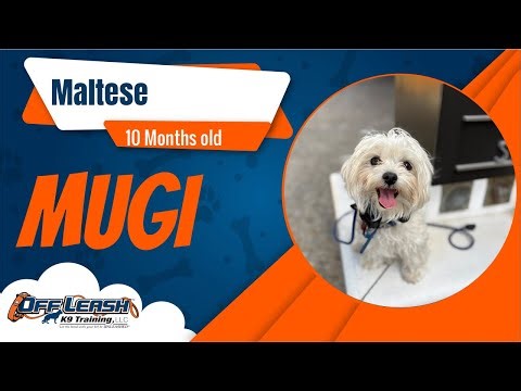 Best Maltese Training | Monterey, CA | Mugi