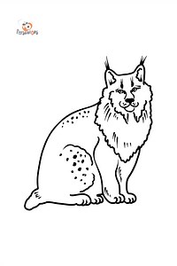 Lynx coloring page ♥ Color Online for Free!