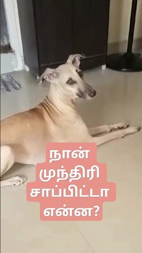 Can Dogs Eat Cashews? Some Facts We Must Know