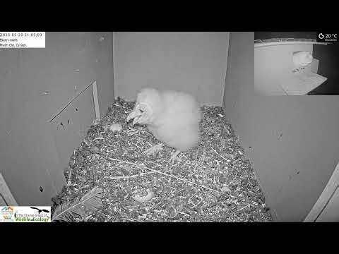 Barn owl mother take rodent and eats it herself