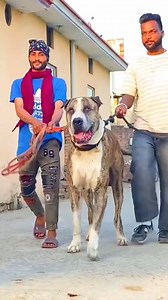 84K views · 2.9K reactions | Three strongest breeds in the world #fy #fyp #fypシ゚ #fypシ゚viralシ #foryoupage #dog #animals #rottweiler #amstaff #germanshepherd #kangal #canecorso #greatdane #tibetanmastiff #dogmom #pet #doglover #PetLover #dogsofttiktok #explorepage #discovery #usa | Dog Breeds | Facebook