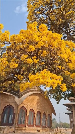 Spring flower #blooms #ytshorts #explorepage #youtubeshorts