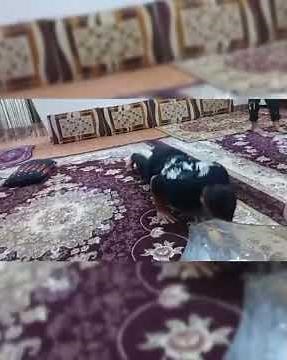 #شنا‌سوئدی #ورزش