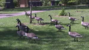 Denver won't round up and slaughter any more geese this year
