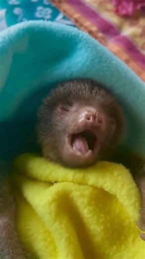 Sloth Baby is Waking Up with a BIG Yawn 😍😍😍😍😍 Video Credit: @toucanrescueranch Visit us for more sloth magic! ----- Sloth of The Day Blog *** slothoftheday.com Store *** slothofthedaystore.com 💌PM for credit or removal 🙏 #sloth #sloths #slothlife #slothlove #slothsofinstagram #slothlover #babysloth #slothmemes #slothfanworld #slothnation #slothbear #slothsquad #slothsunday #slothoki #slothart #slothmode #slothy #slothtattoo #slothstagram #slothing #slothday #slothsrule #slothbaby | Sloth 
