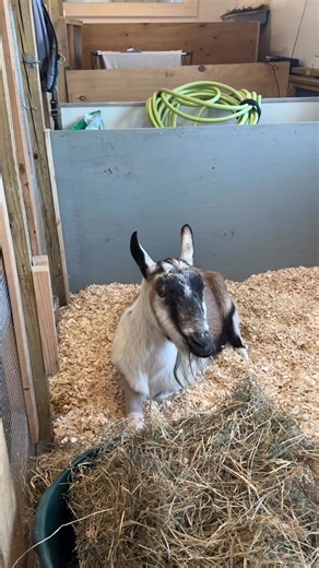 Help with Ruby’s care! Ruby recently had her front right lower leg amputated after struggling with arthritis complications for a while. She is doing wonderful post-op, and is getting her sutures removed today. Ruby’s surgery cost was $1593.93, and she needed two weeks of antibiotics and pain medication as well. Can you help us cover Ruby’s vet bills today? Ruby has been with us for a decade, and after her rescue from a butcher she gave birth to her babies Moby and Jackie here. She is a strong go