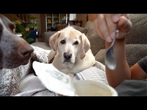 Sweet dog wants yogurt but too polite to ask