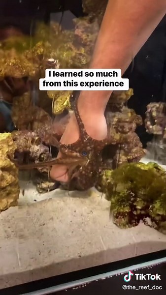 Here it is with the original audio! #thereefdoc #octopus #pet #petoctopus #octotok #reeftok
