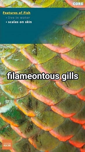 IGCSE Biology - Features of FISH - Vertebrates - Animal Kingdom (1.3) #biology #science