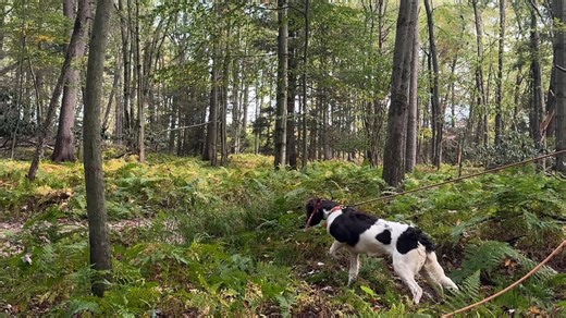 The Small Munsterlander This is Trinity, she us a seven month old, Small Munsterlander This breed shows great natural abilities at a very early age! #huntingdogs #birddogs #smallmunsterländer #smallmunsterlanderpointer #smallmunsterlandersofinstagram | Midnight Kennel