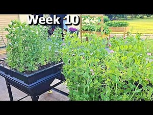 Can You Grow PEAS Without a TRELLIS?