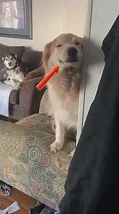 Dogs Going Off The Rails In The Funniest Ways #shorts