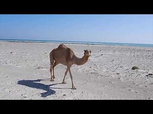 Nikon W300 video 4K test - Oman