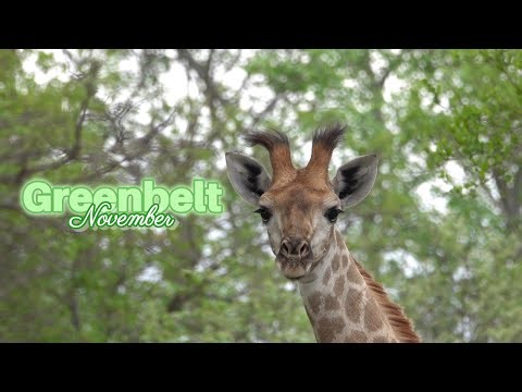 African Nature Ambiance | Greenbelt November Spring | The Baobab Bush Lodge