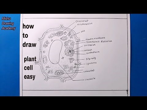 How TO Draw plant cell step by step/plant cell drawing