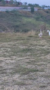 37K views · 591 reactions | Elemental mi querido Watson | Janor duarte real 2 | Facebook