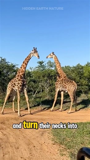 Necking: the wildest animal fight you’ve never seen #wildanimals #wildlife #nature #shorts