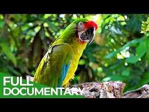 Our Nature: Symphony of Life | Free Documentary Nature