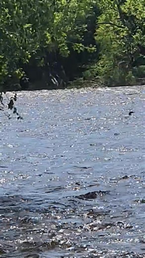 58K views · 1.3K reactions | This Common Loon came in from slatington...