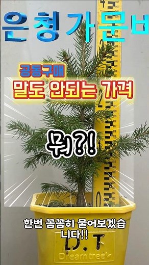 은청가문비 30cm 만원 크리스마스트리 은청가문비나무 재배부터 장식까지 은청가문비나무,크리스마스 정원, 겨울 나무, 고급 정원수, 재배법