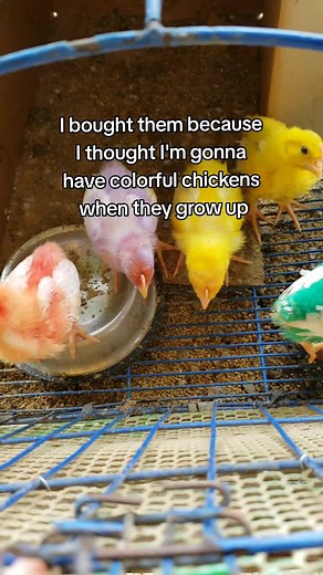 Colored Chickens Grown Up: Tips and Tricks for Raising Vibrant Poultry