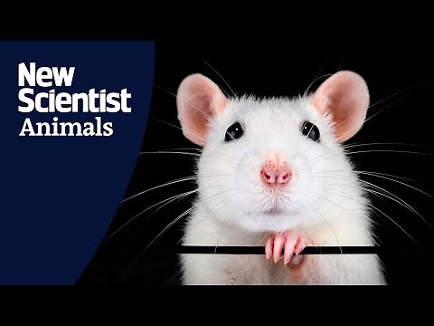 Rats navigate VR environment using their imagination to mentally recreate places they've visited