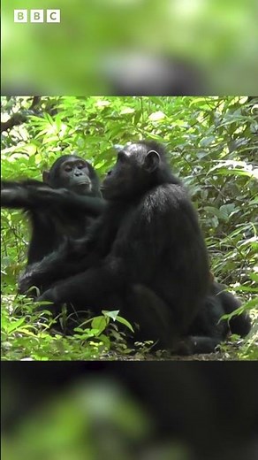 Chimps and Bonobos use same gestures as humans to communicate 🐵 | Newsround #shorts
